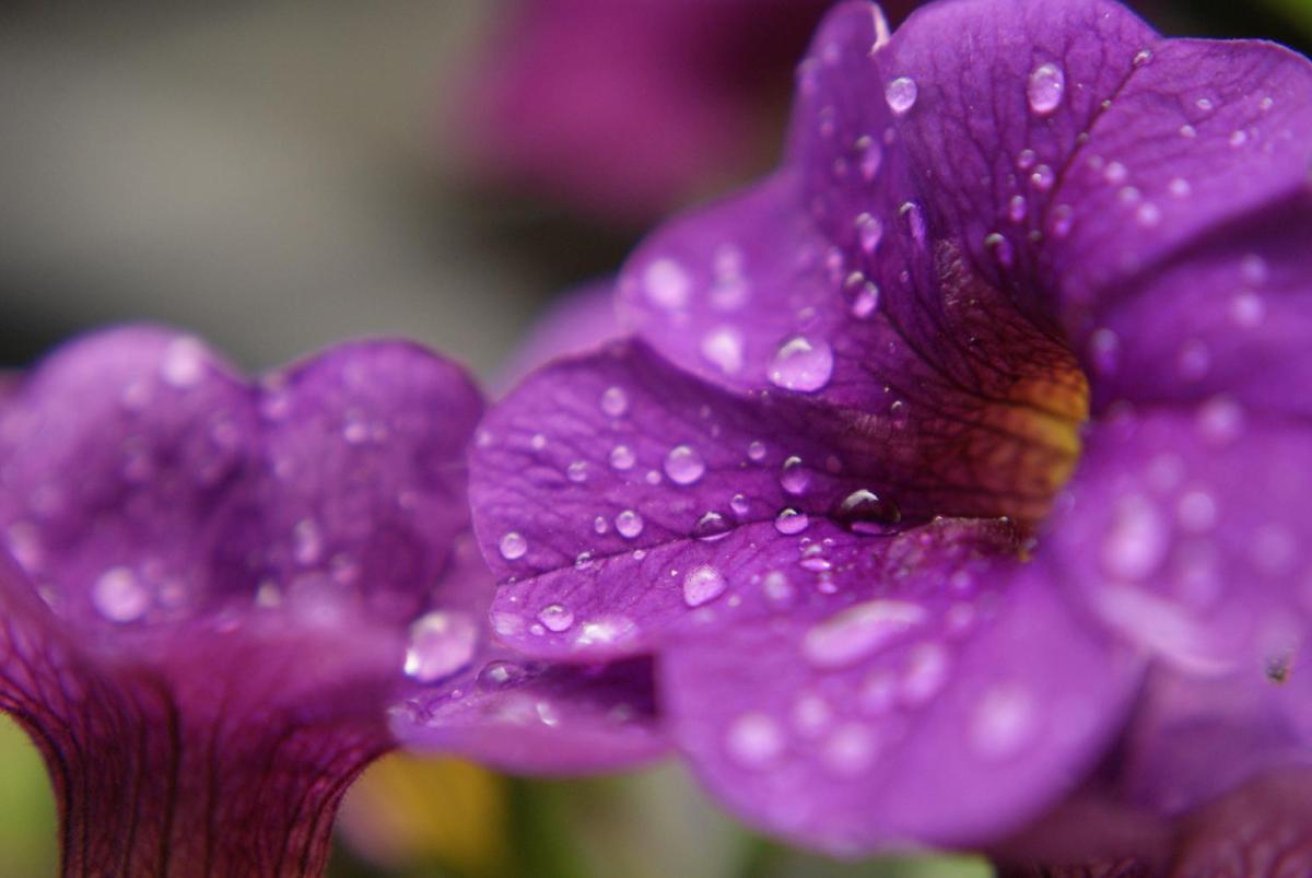Wassertropfen Regen Tropfen Blume Petunie Balkon