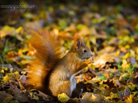 squirrel, Tierwelt Clarapark, Leipzig, wild
