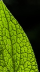 grün, Makro, Blatt, leaf