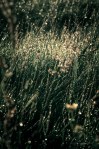 Wiese, Regen, Leuchten, rain, water drops, sparkling