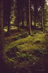 coniferus forest, düster, dark, scary, green, grün, Moos, moss