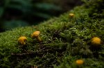 yellow mushrooms, Moos, moss, forest, Wald