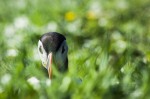 Papageientaucher, Lunga, Schottland, Scotland, Turus Mara, Isle of Mull, Oban, Naturfotografie, Seevogel, nature photography